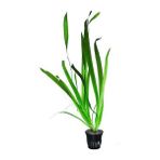 İthal Bitki Dev Saz Saksı Canlı Bitki Vallisneria Gigantea ile Akvaryumunuza Doğal Güzellik Katın