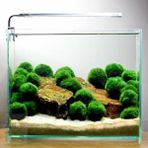 İthal Bitki İthal Marimo Moss Ball 2-3 cm Canlı Bitki Yosun Topu Kolay Bakım Özelliği ile