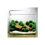 İthal Bitki Marimo Moss Ball 2-3cm Yosun Topu Canlı Bitki 951512