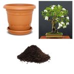 İthal Bodur Beyaz Gül Bonsai Ağacı Tohumu Ekim Seti