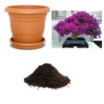 Ithal Bodur Erguvan Bonsai Ağacı Tohumu Ekim Seti