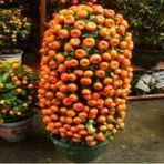 İthal Bodur Mandalina Ağacı Tohumu Ekim Seti 3 Tohum +Saksı+Topra