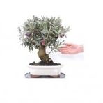 İthal Bodur Zeytin Ağacı Bonsai Seti Toprak+ Saksı + 2 Adet Tohum