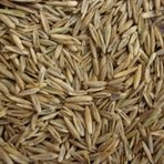 İthal Çim Tohumu 500 Gr Ücretsiz Kargo