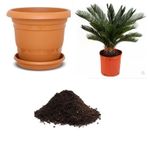 İthal Cycas Revoluta Süs Ağacı Tohumu Ekim Seti