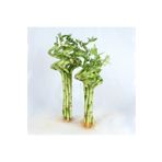 İthal Dal Bambu Lucky Bamboo Şans Bambu 80-100 Cm 3 Lü Salon Ev Bitkisi