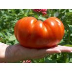 İthal Dev Hollanda Domates Tohumu 10 Tohum+ Saksı+Toprak+Hediye T