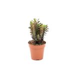 İTHAL Euphorbia Trigona Rubra (Süt Ağacı Kaktüs) 20-30 Cm