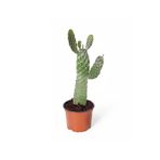 İthal Kaktüs Opuntia Consolea Rubescens Kaynana Dikeni 12cm