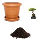 İthal Karaçam Bonsai Ağacı Tohumu Ekim Seti