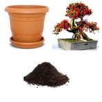 İthal Karadut Bonsai Ağacı Tohumu Ekim Seti