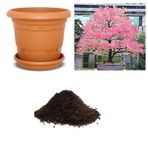 İthal Katsura Bonsai Ağacı Tohumu Ekim Seti
