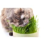 Ithal Kedi Çimi Tohumu 30 Gram Tohum Çim Tohumu