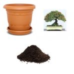 İthal Kırmızı Alıç Bonsai Ağacı Tohumu Ekim Seti