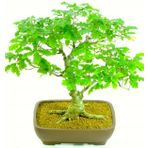 Ithal Meşe Bonzai Ağacı Tohumu 3 Tohum + Süpriz Hediye Bonsai Toh