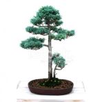 Ithal Nadir Bodur Mavi Selvi Bonzai Ağacı Tohumu 5 Tohum Bonsai Tohumu