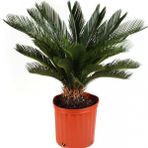 Ithal Nadir Cycas Sikas Revoluta Tohumu Ekim Seti 3 Dev Tohum Saksı Toprak Kombin