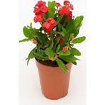 İthal Orijinal Kırmızı Euphorbia Milli / Dikenler Tacı Küçük Saksıda