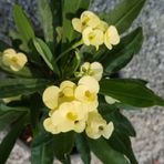 İthal Orijinal Sarı Euphorbia Milii / Dikenler Tacı Küçük Saksıda