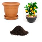 Ithal Portakal Bonsai Ağacı Tohumu Ekim Seti