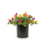 Ithal Portulaca Çiçeği Tohumu 5 Tohum Çiçek Tohumu Saksı Toprak Kombin
