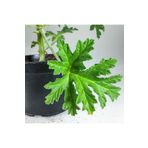 Itır Bitkisi Gül Kokulu Pelargonium Graveolens 10-20 Cm