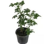 Itır Çiçeği Fidanı 10-20 Cm Kokulu