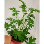 Itır Çiçeği Fıdesı Fidanı 10-20 cm