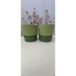 Ixora 9 cm Saksı Genişlik 9 cm Yükseklik 9 cm ( 400 ml ) 2 Adet - Fıstık Yeşili