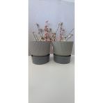 Ixora 9 cm Saksı Genişlik 9 cm Yükseklik 9 cm ( 400 ml ) 2 Adet - Gri