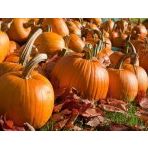 Jack Süs Kabağı * (Jack O Lantern)