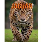Jaguar: Lustige und faszinierende Fakten und Bilder über Jaguar