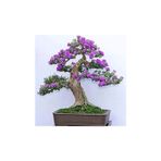 Jakaranda Bonzai Ağacı Tohumu 5 Adet Bonsai Ağacı Tohumu