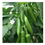 Jalapeno VeryPainful Acı Biber Fidesi (5 adet)