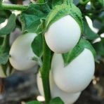 Japanese Egg White Etli Yumurta Patlican Tohumu (15 Tohum)