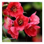Japon Ayvası Bahar Dalı Fidanı 20-30 Cm Chaenomeles Japonica
