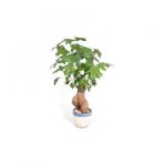 Japon Kavağı Bonzai Ağacı Tohumu 3 Tohum + Süpriz Bonsai Tohumu