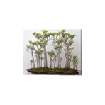 Japon Kavağı Bonzai Ağacı Tohumu 5 Adet Bonsai Ağacı Tohumu