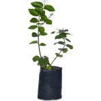 Jasminum Sambac Maid Of Orleans Ful Yasemin Fidanılı 40-60 cm