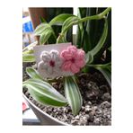Jolly accesory Jolly Aksesuar 2'li Anne Bebek Ve Çocuk Toka