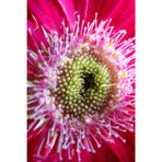 Journal Notebook Diary - Beautiful Gerbera Daisy Cover - 120 lined pages (6x9in)