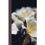 Journal: Plumeria