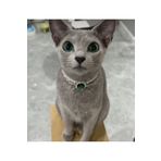 Jovela Kedi zümrüt yesil inci tasma kolye