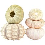 JTLB 5'li paket mini hava bitki tutucu, deniz kestanesi kabuğu, midye bitki saksıları, dekoratif asılı hava bitki saksıları, ev, bahçe, plaj, temalı partiler için (4 parçalı set)