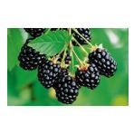 JUMBO BÖĞÜRTLEN FİDANI ( DİKENSİZ ) TÜPLÜ \ 30-60 CM
