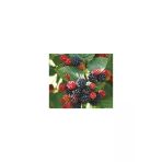 Jumbo Böğürtlen Fidanı Fidesi 30-60 Cm
