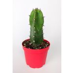 Jusperti Aşı Altı Kaktüs 8.5 cm Kırmızı Saksıda