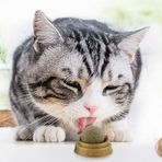 Just Cheap Store Kedi Nanesi Oyun Topu