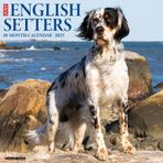 Just English Setters 2025 12 X 12 Duvar Takvimi