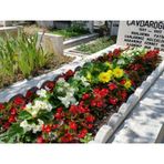 Kabristan Mezarlık İçin 3 Lü Bitki Fidan Çiçek Seti